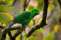 Lobos cernohrdly - Calyptomena whiteheadi - Whiteheads Broadbill o4435